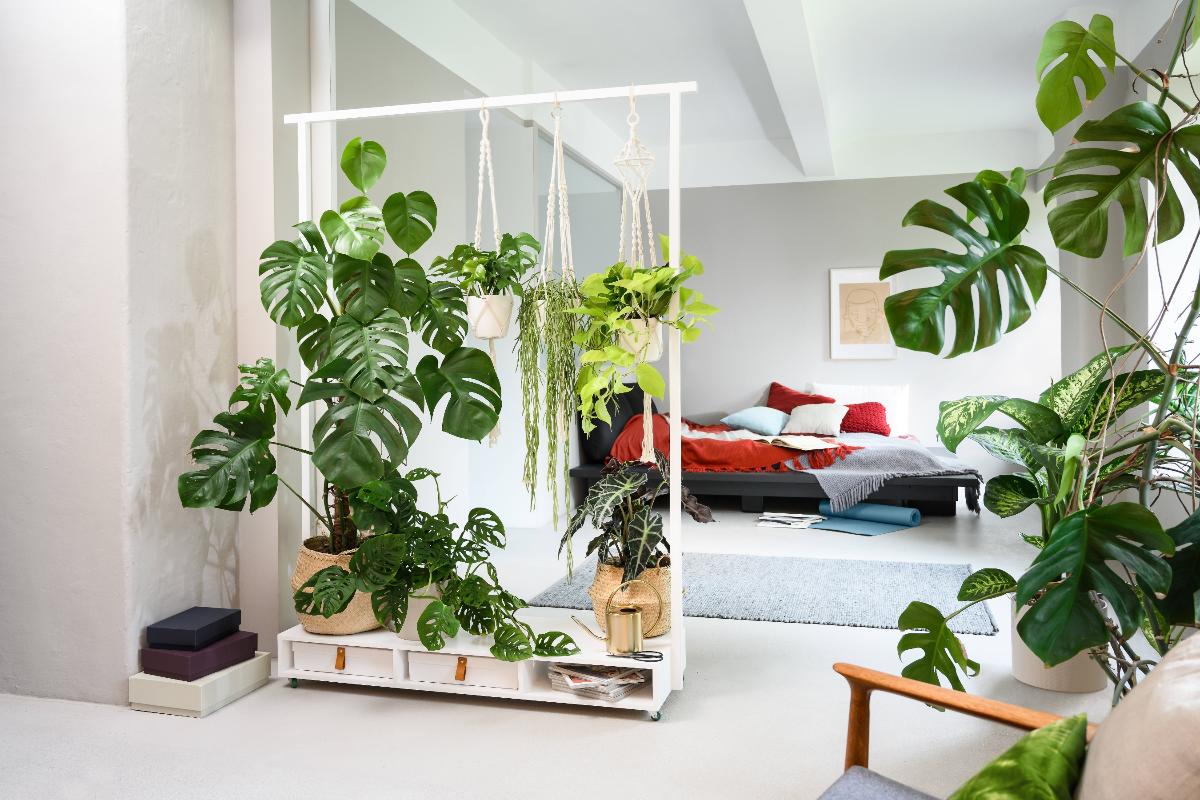 passagier protest Zenuwinzinking Maak zelf een moderne roomdivider met planten | Bosch DIY