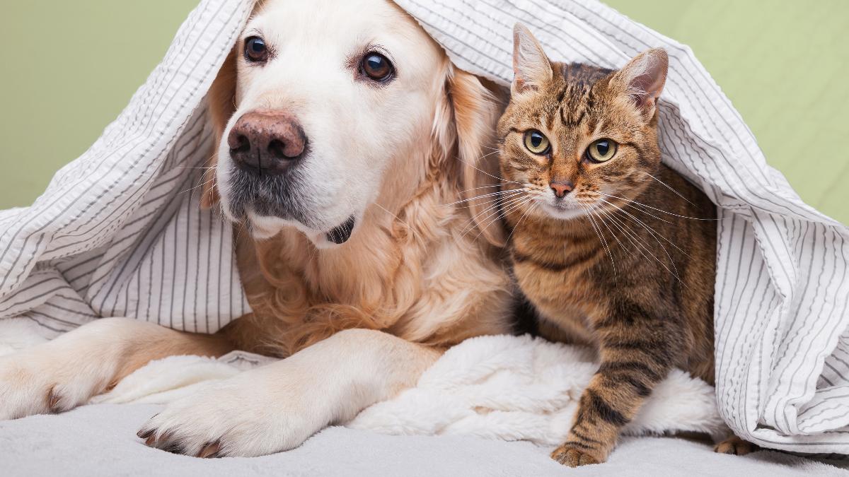 Hund, kat kanin – hvilket kæledyr passer bedst til mig? | Bosch