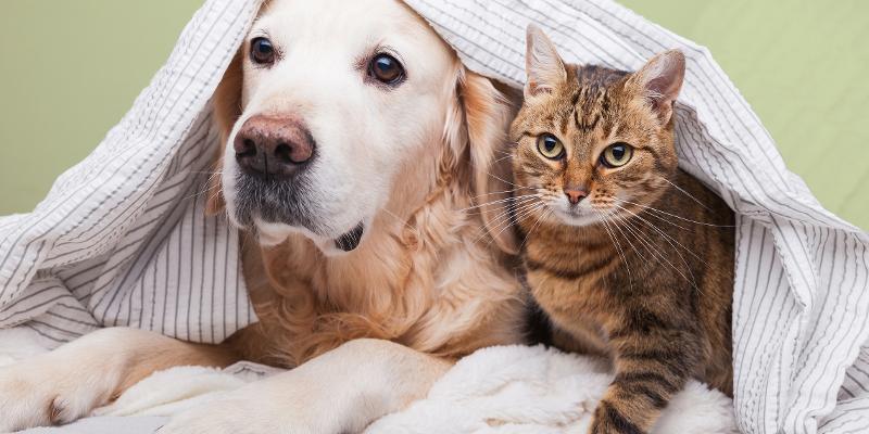 Hund, kat kanin – hvilket kæledyr passer bedst til mig? | Bosch