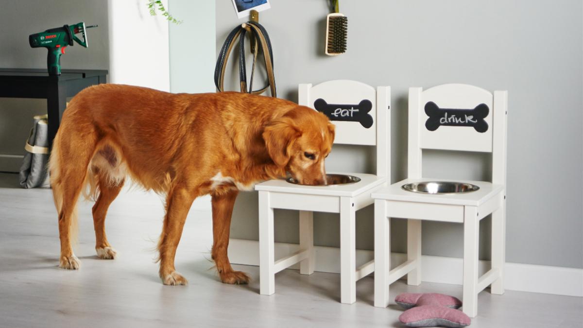 Boodschapper eiwit Nadenkend Voor honden die houden van luxe: tover je oude stoelen om tot stijlvolle  voerbakken | Bosch DIY