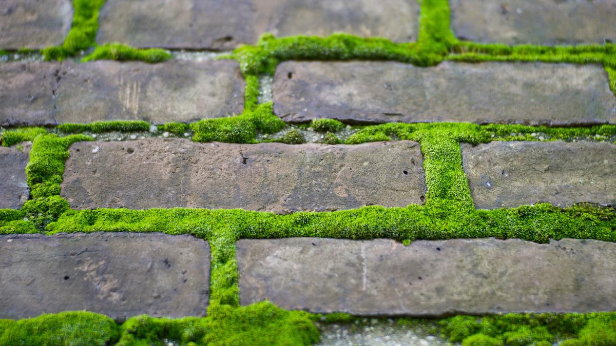 Remove Moss From Paving